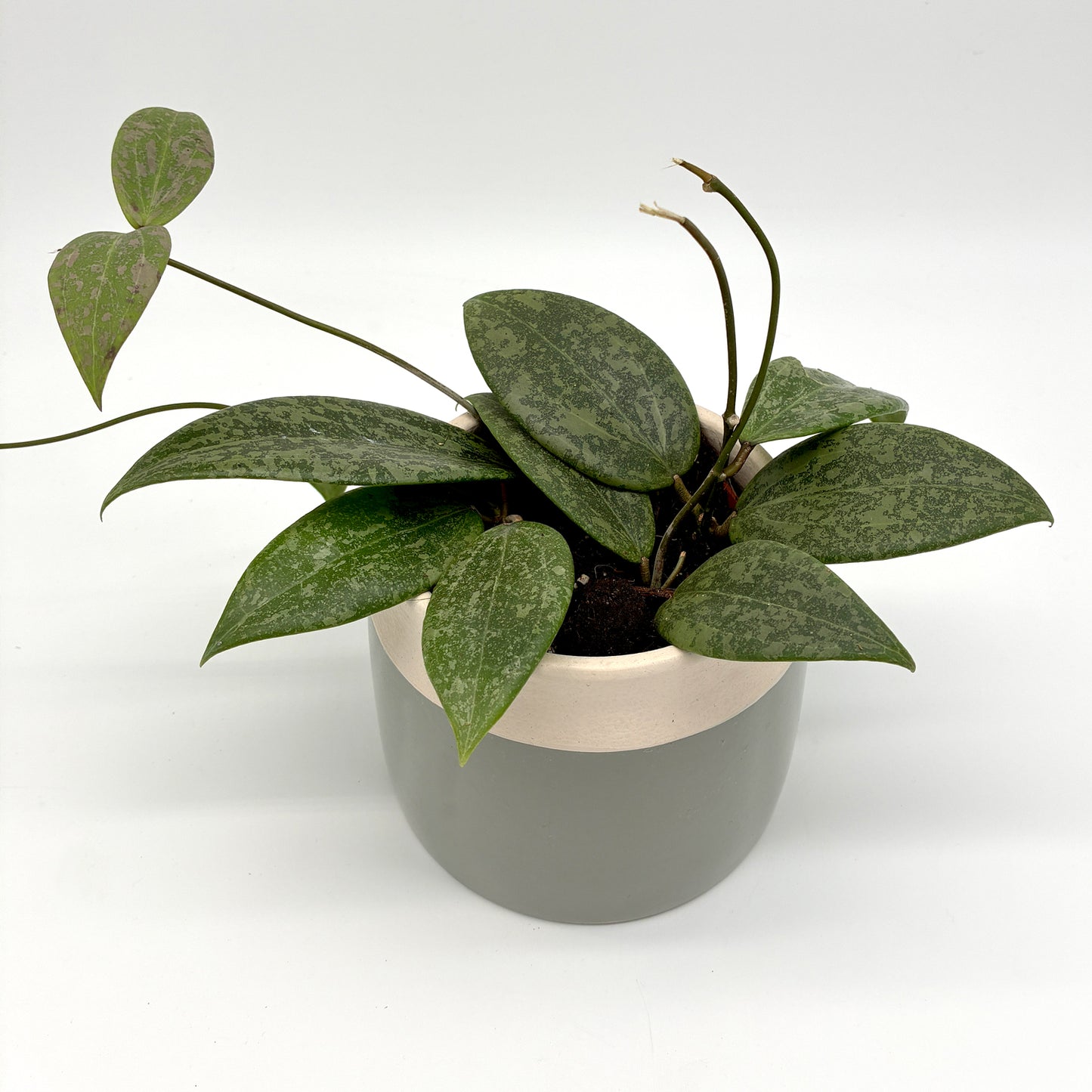 Hoya wibergiae