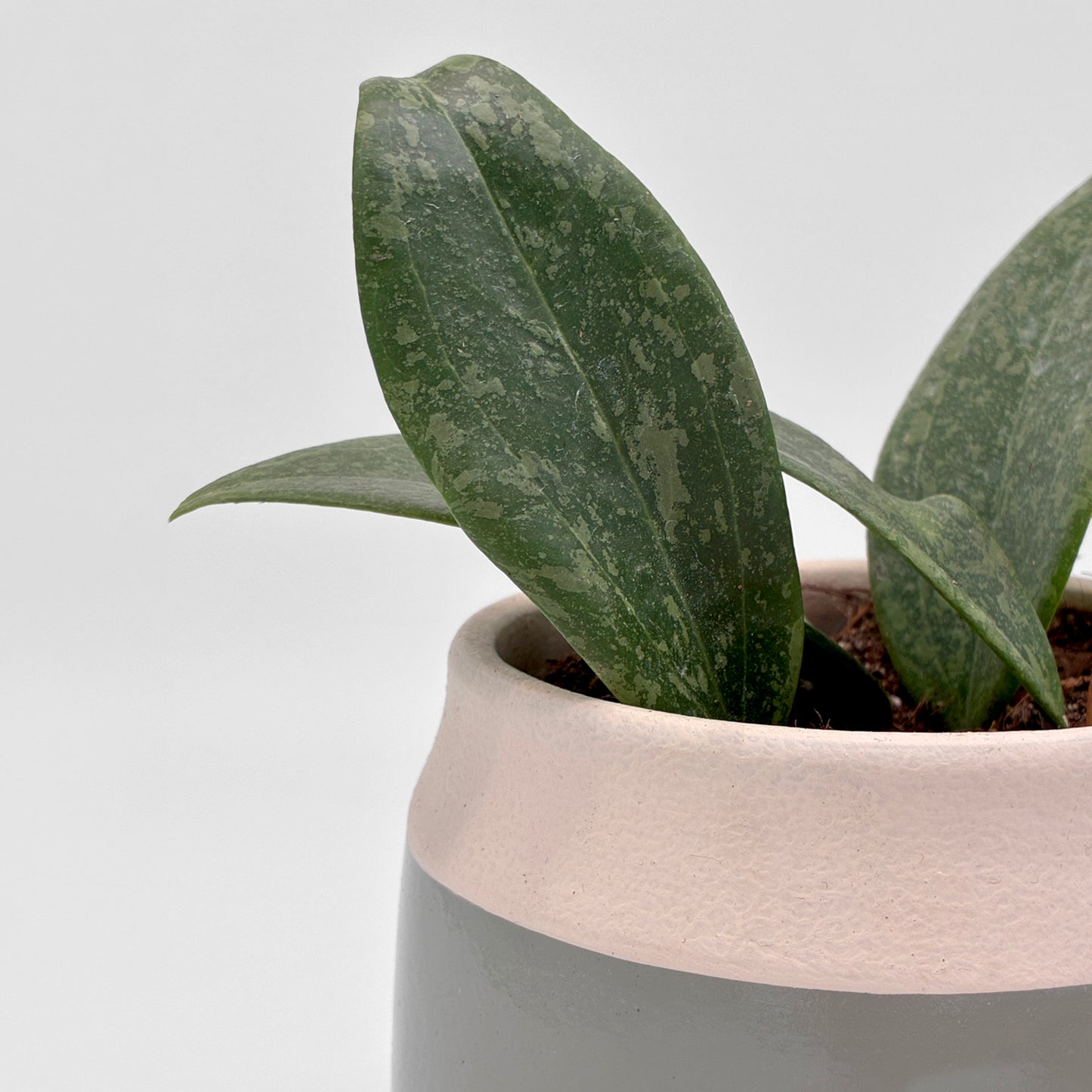 Hoya wibergiae