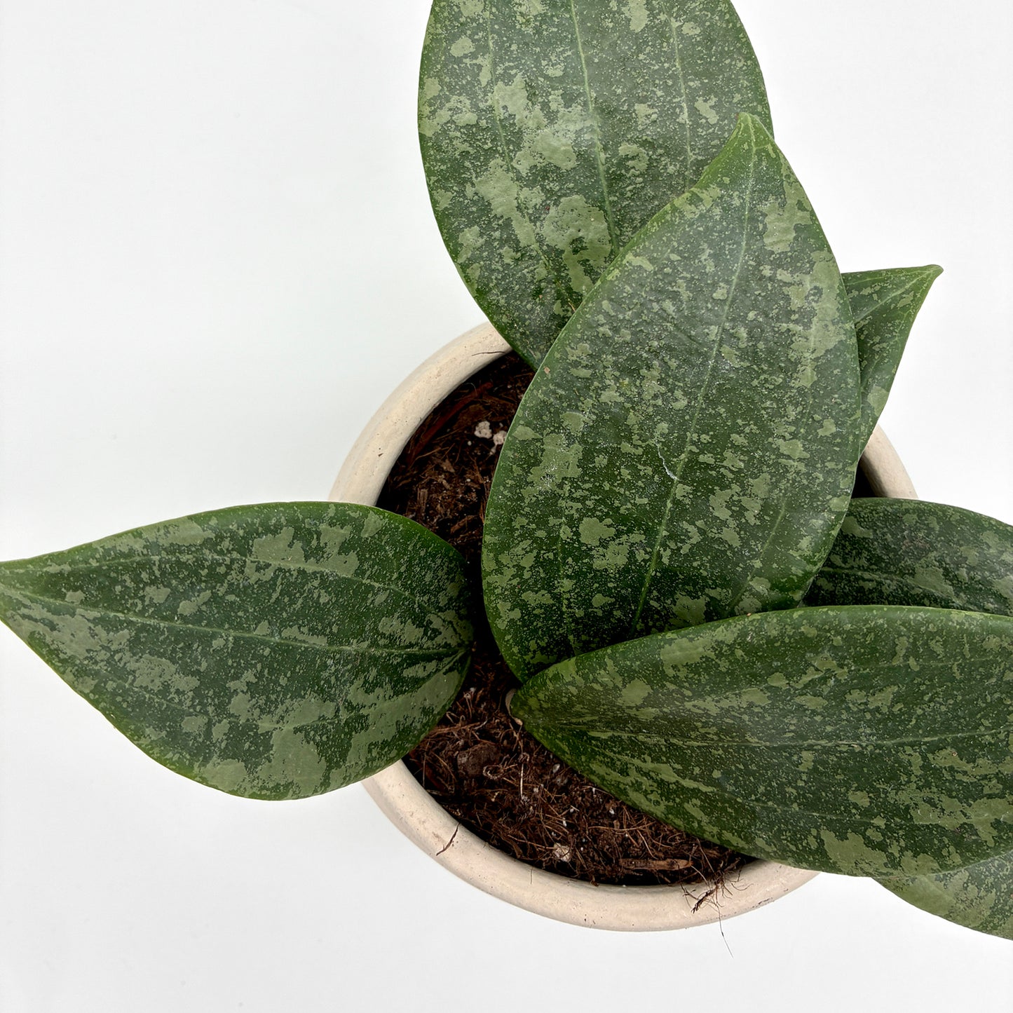 Hoya wibergiae
