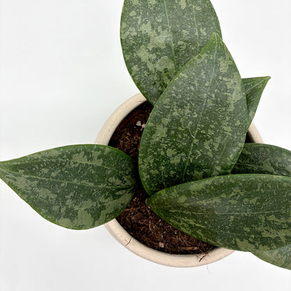 Hoya wibergiae