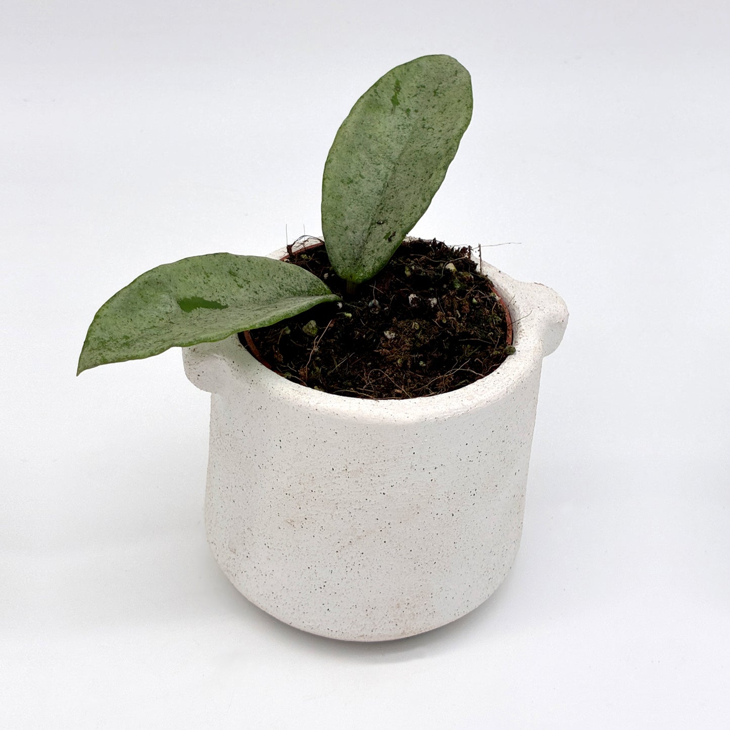 Hoya carnosa Grey Ghost