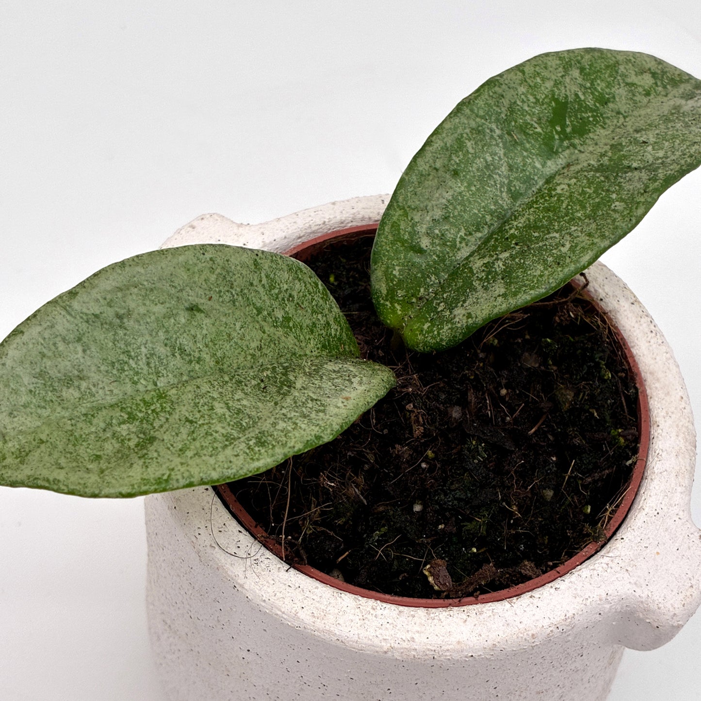 Hoya carnosa Grey Ghost