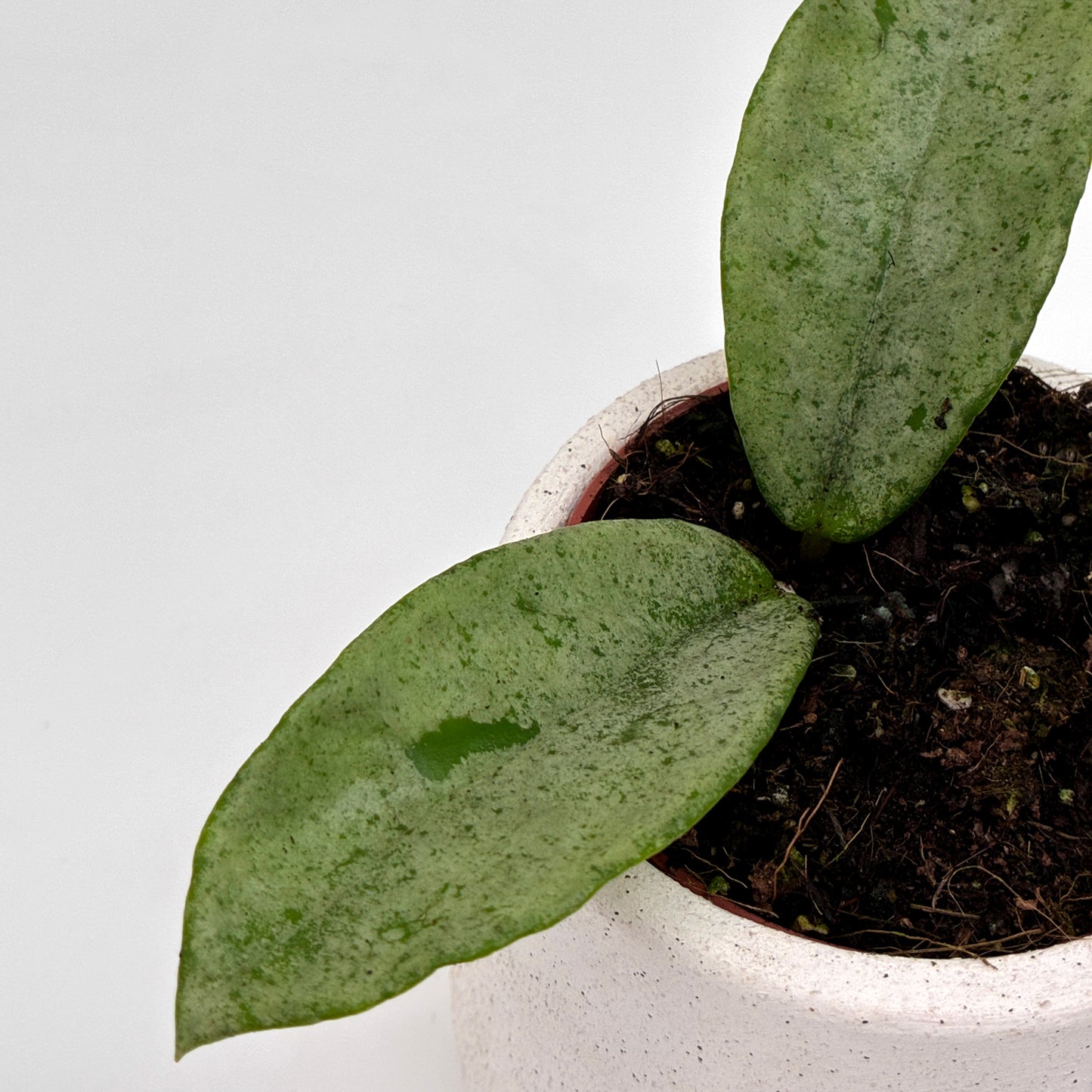 Hoya carnosa Grey Ghost