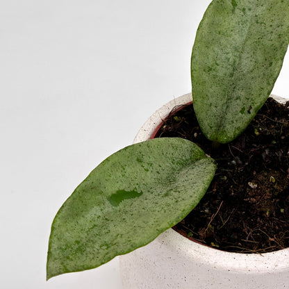 Hoya carnosa Grey Ghost