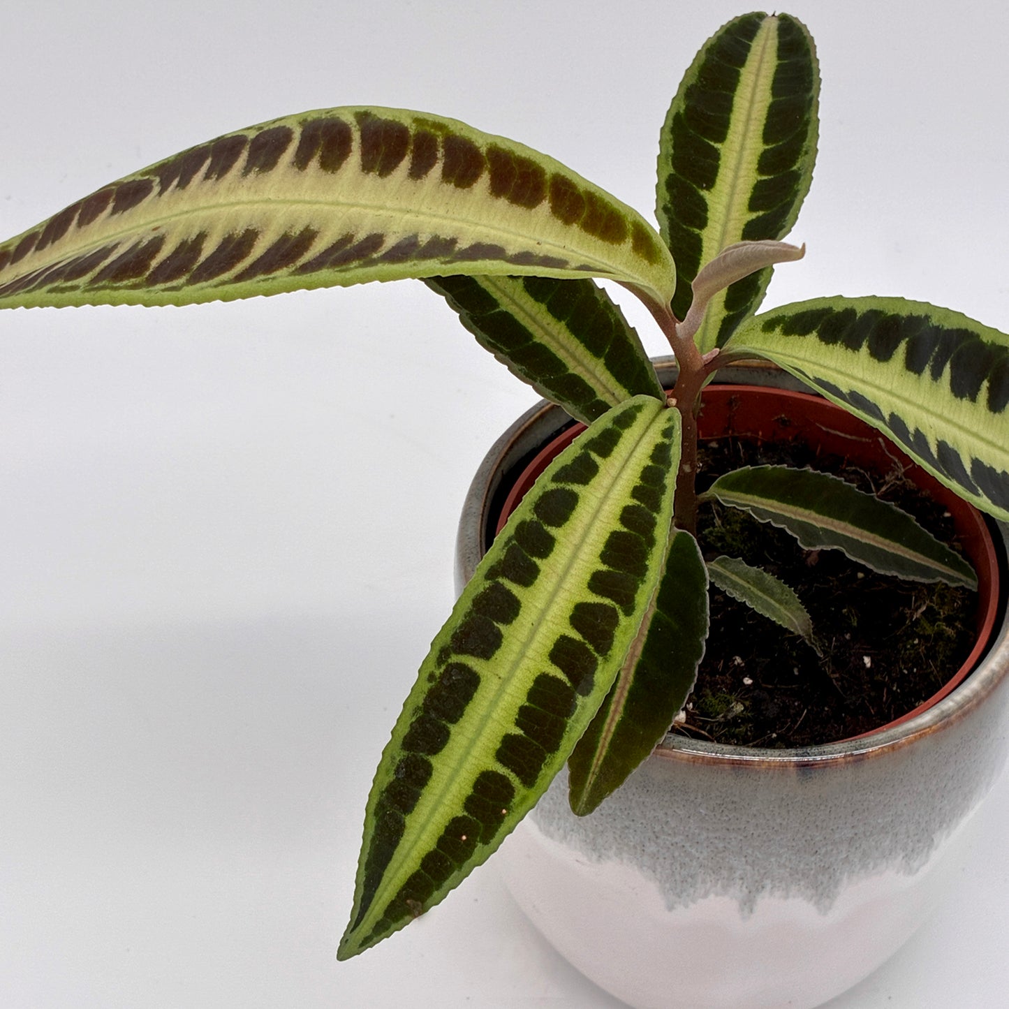 Labisia Jabi