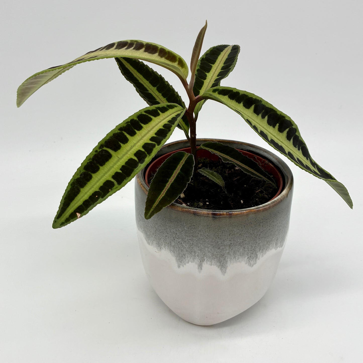 Labisia Jabi