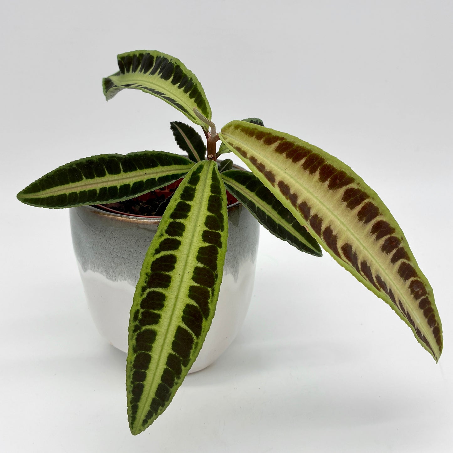 Labisia Jabi