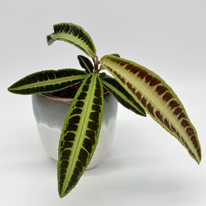 Labisia Jabi