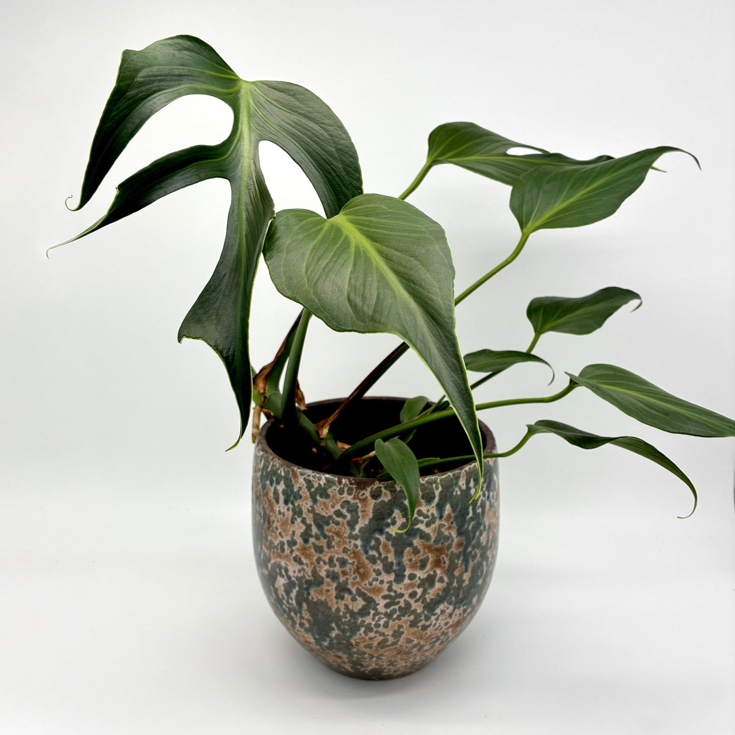 Monstera Burle Marx Flame