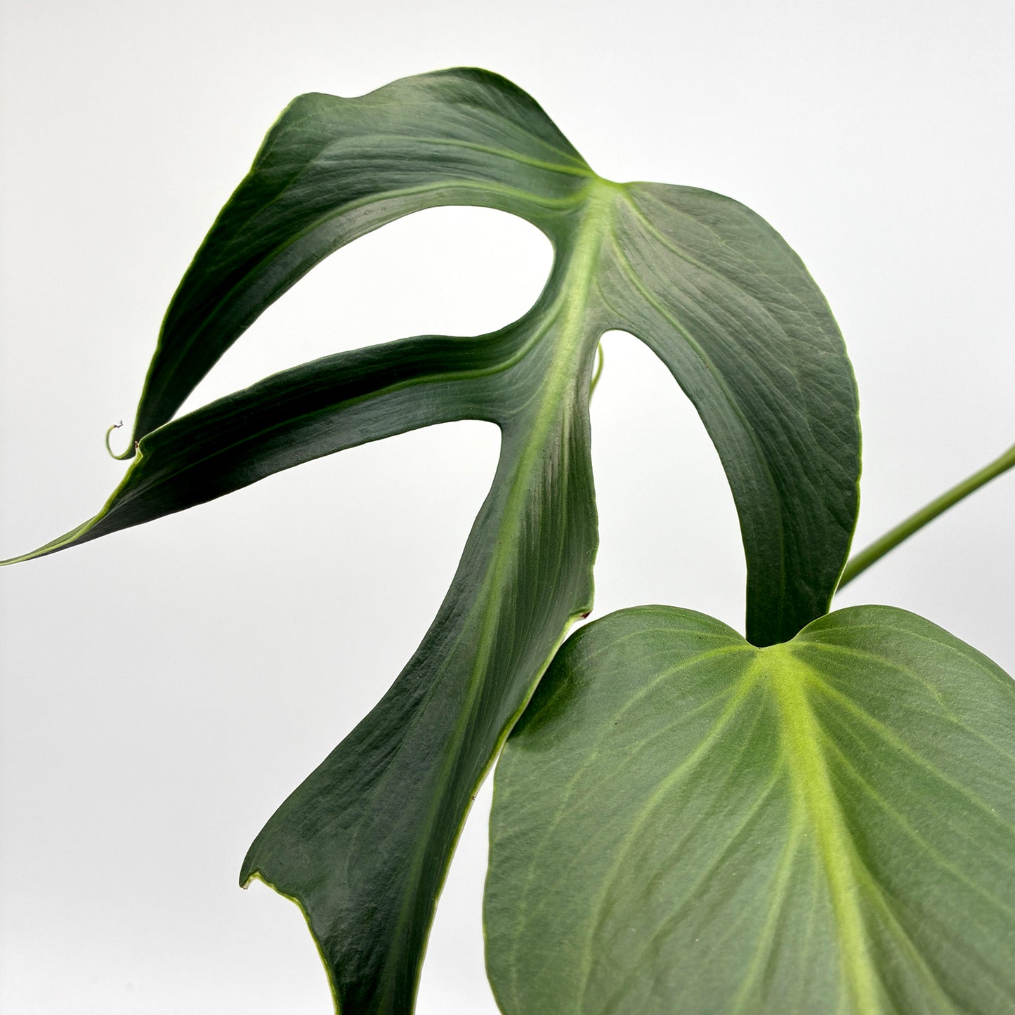Monstera Burle Marx Flame