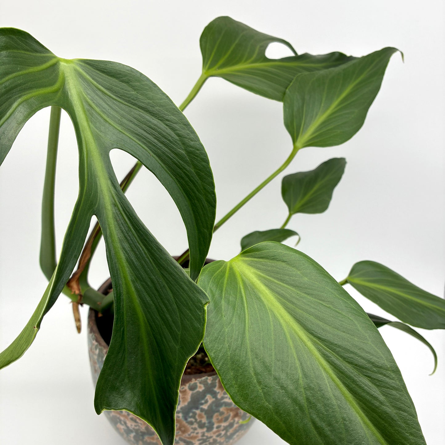 Monstera Burle Marx Flame