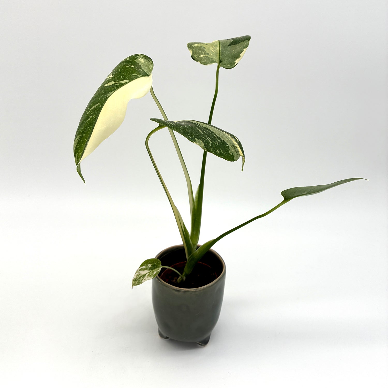 Monstera Thai Constellation – Berlinplant