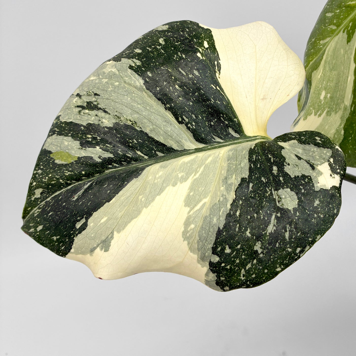 Monstera Thai Constellation – Berlinplant