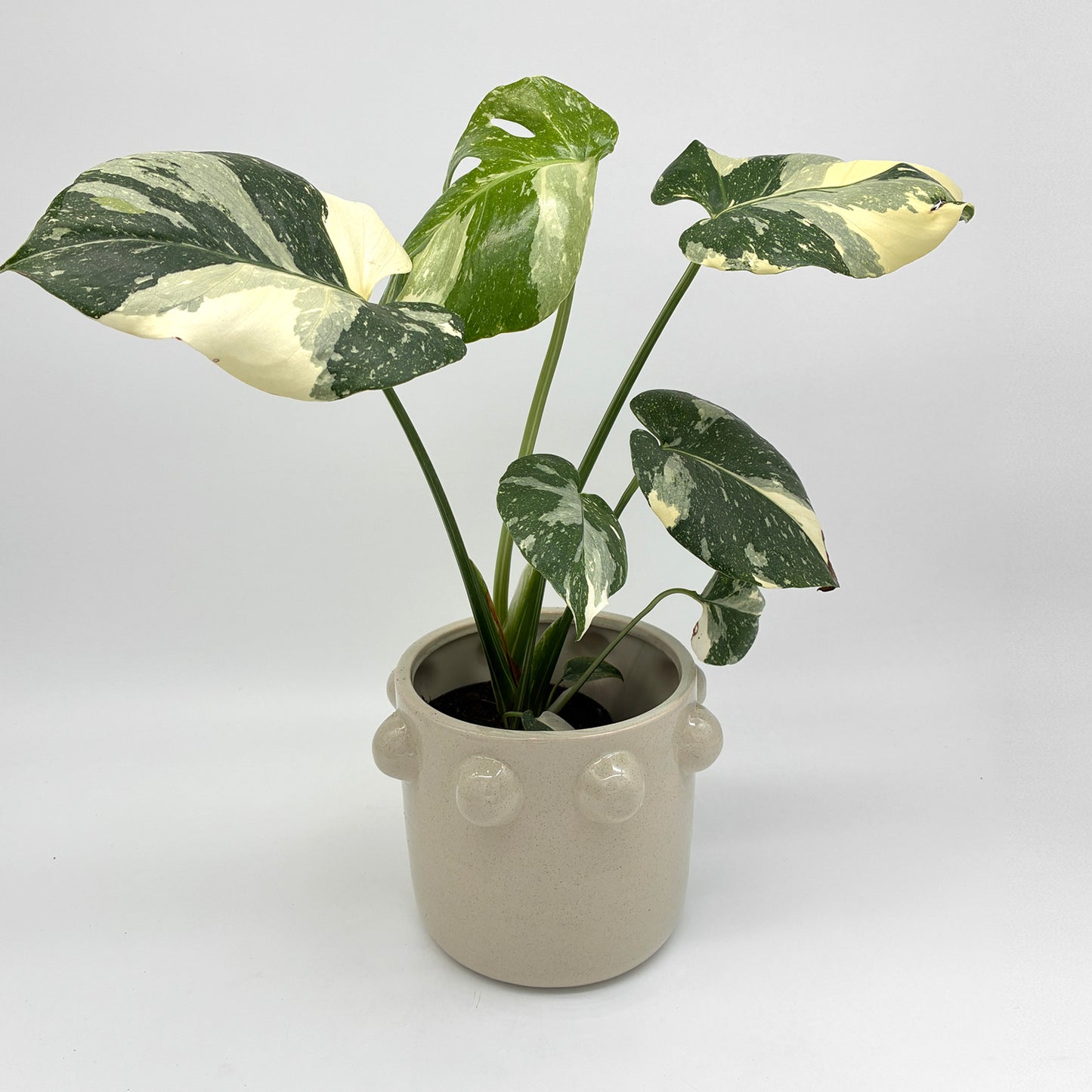 monstera thai constellation warum so teuer Monstera Thai Constellation – Berlinplant