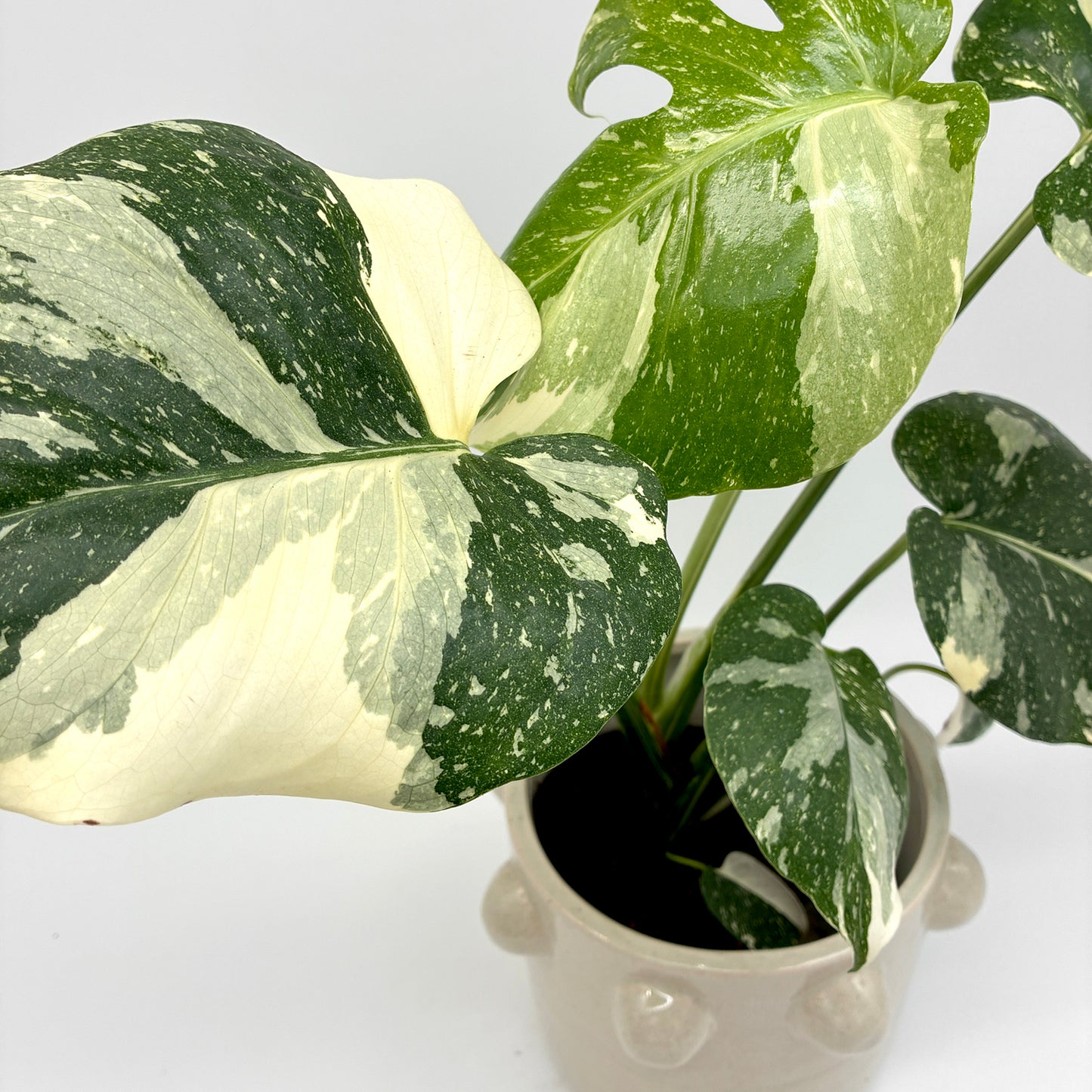 monstera thai standort Monstera Thai Constellation – Berlinplant
