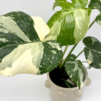 Monstera Thai Constellation