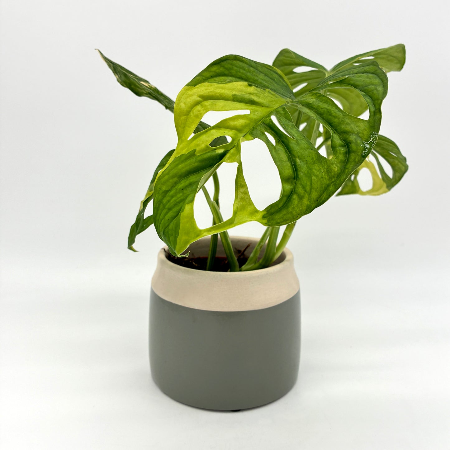 Monstera andansonii variegata aurea – Berlinplant