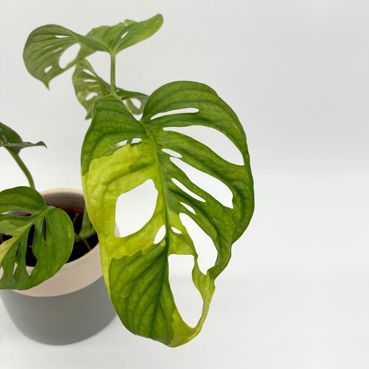 Monstera andansonii variegata aurea – Berlinplant