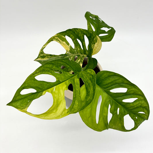 blumentopf für monstera Pflanztopf aus Karton Monstera main image 1