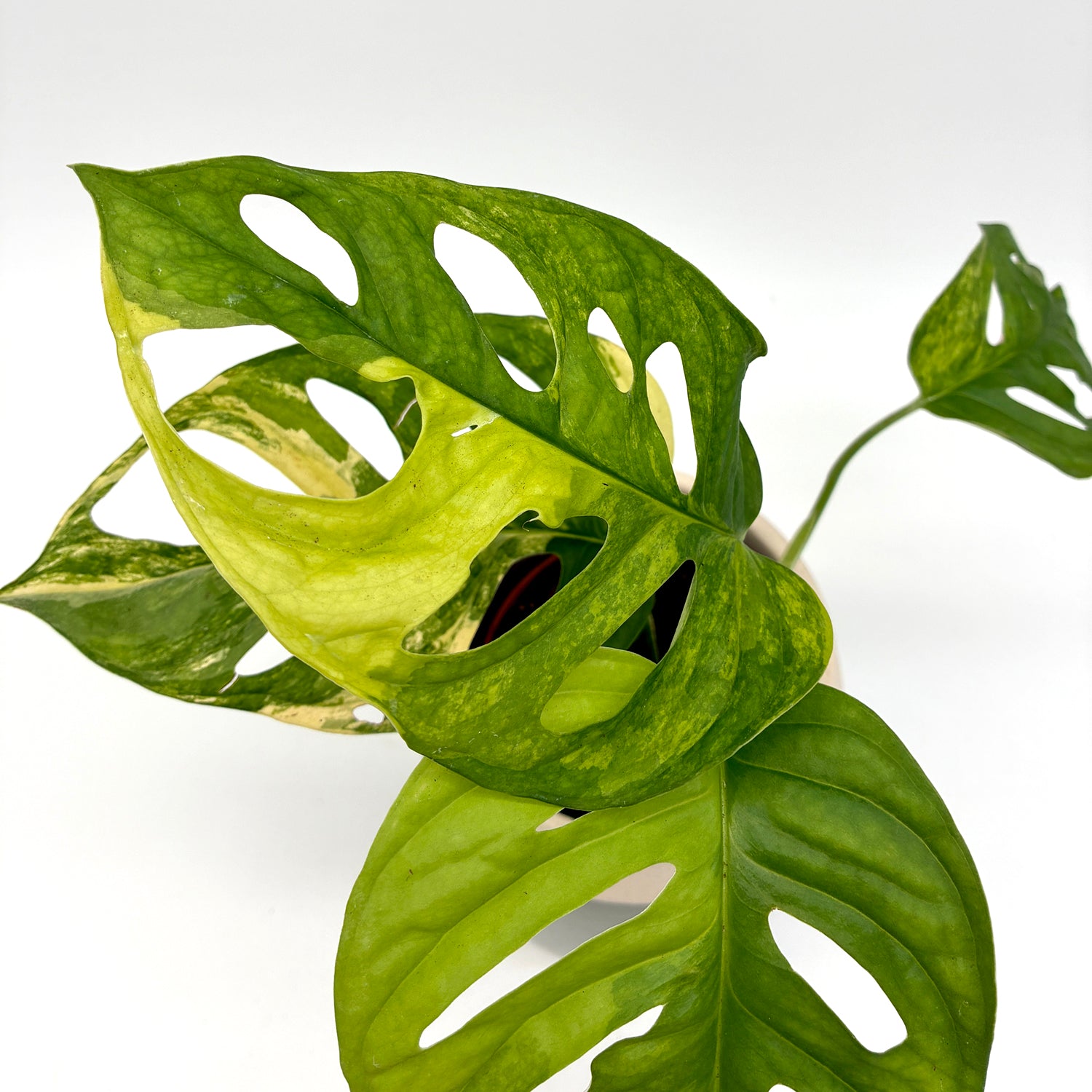 Monstera andansonii variegata aurea – Berlinplant