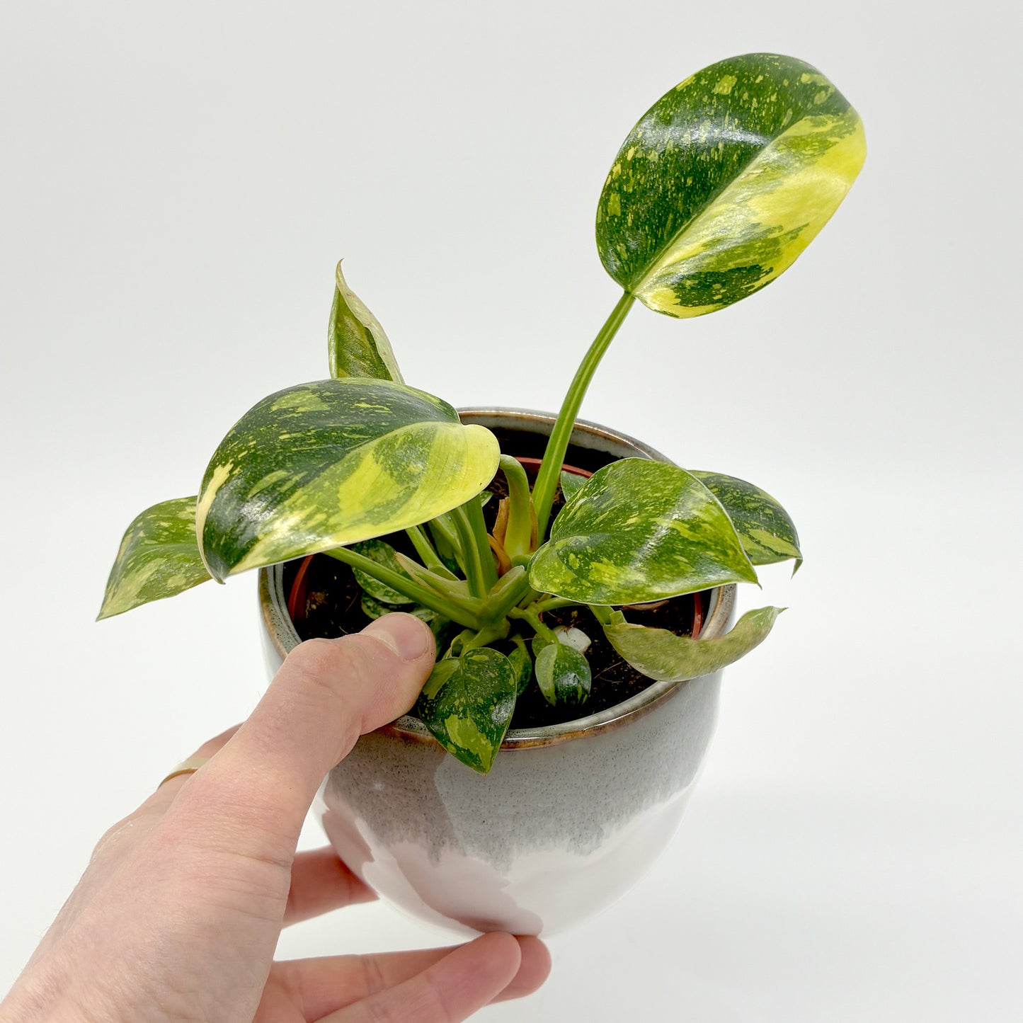 Philodendron Green Congo variegata