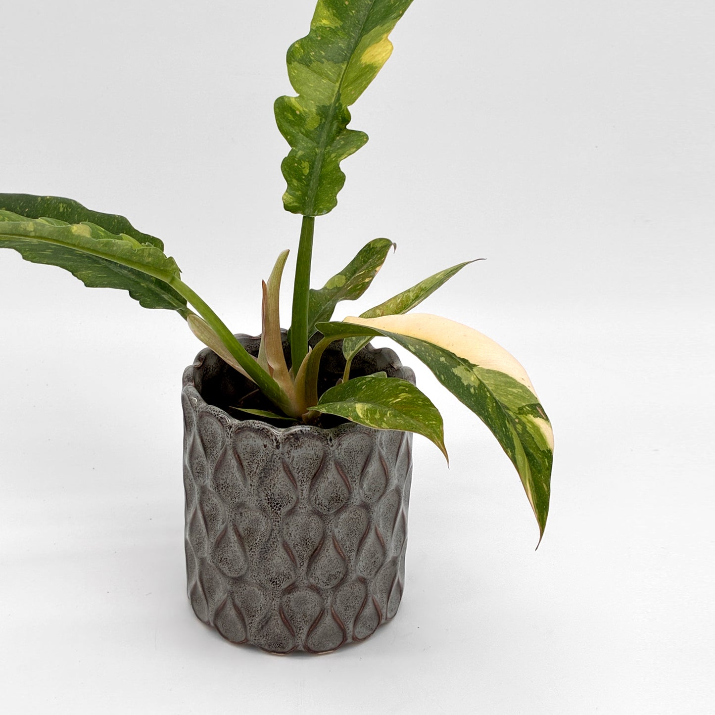Philodendron Ring of Fire