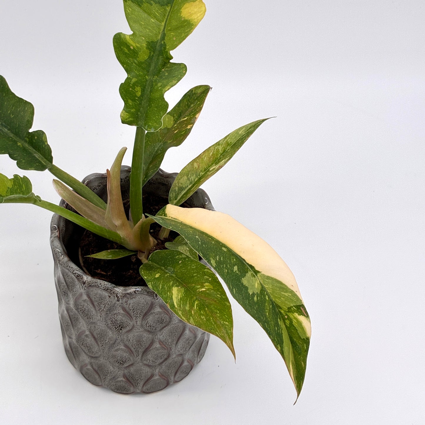 Philodendron Ring of Fire