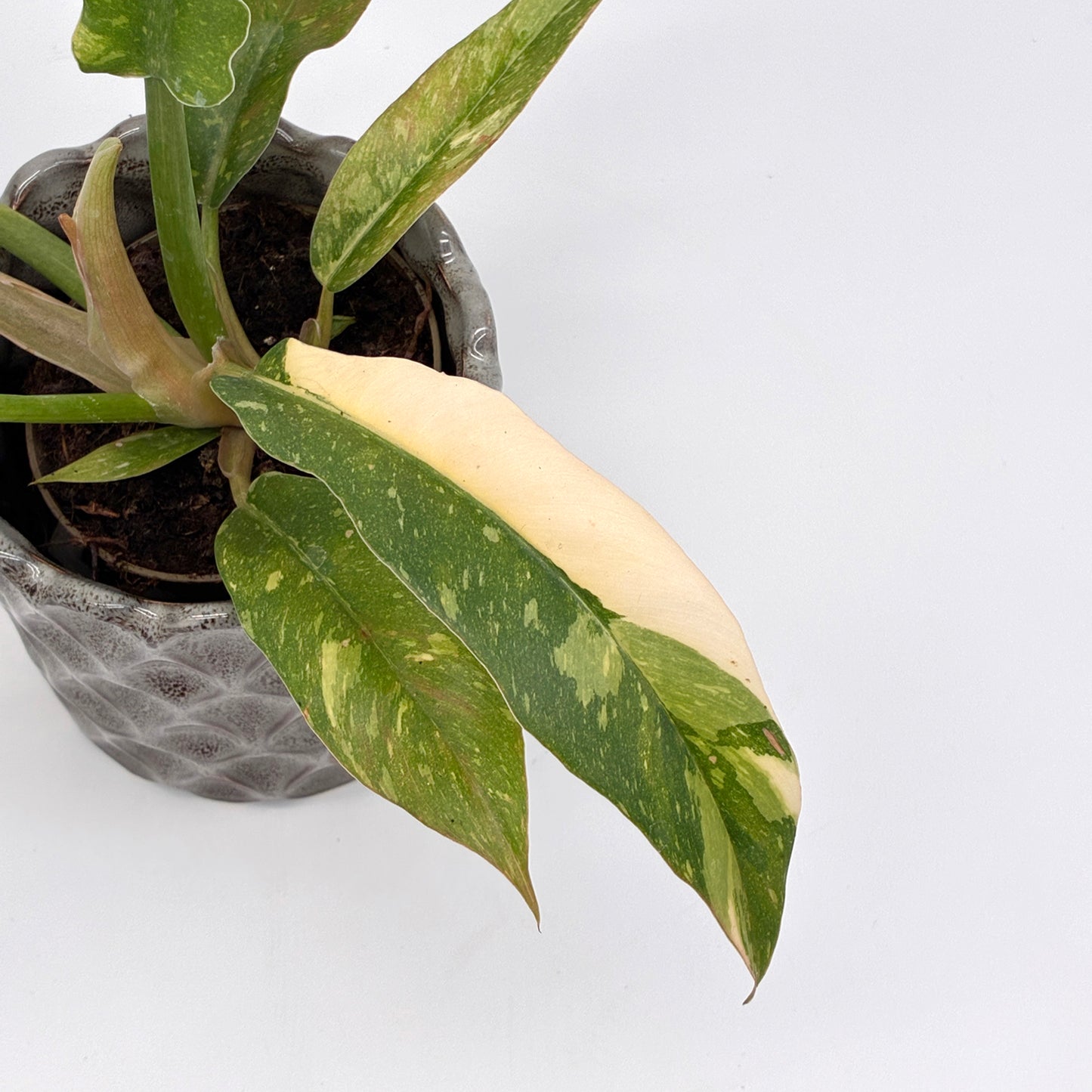 Philodendron Ring of Fire