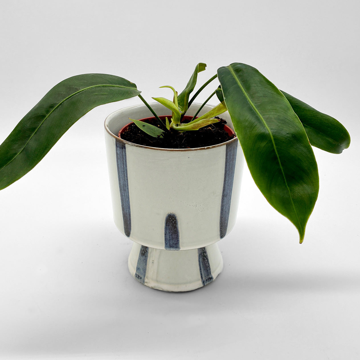 Philodendron patriciae