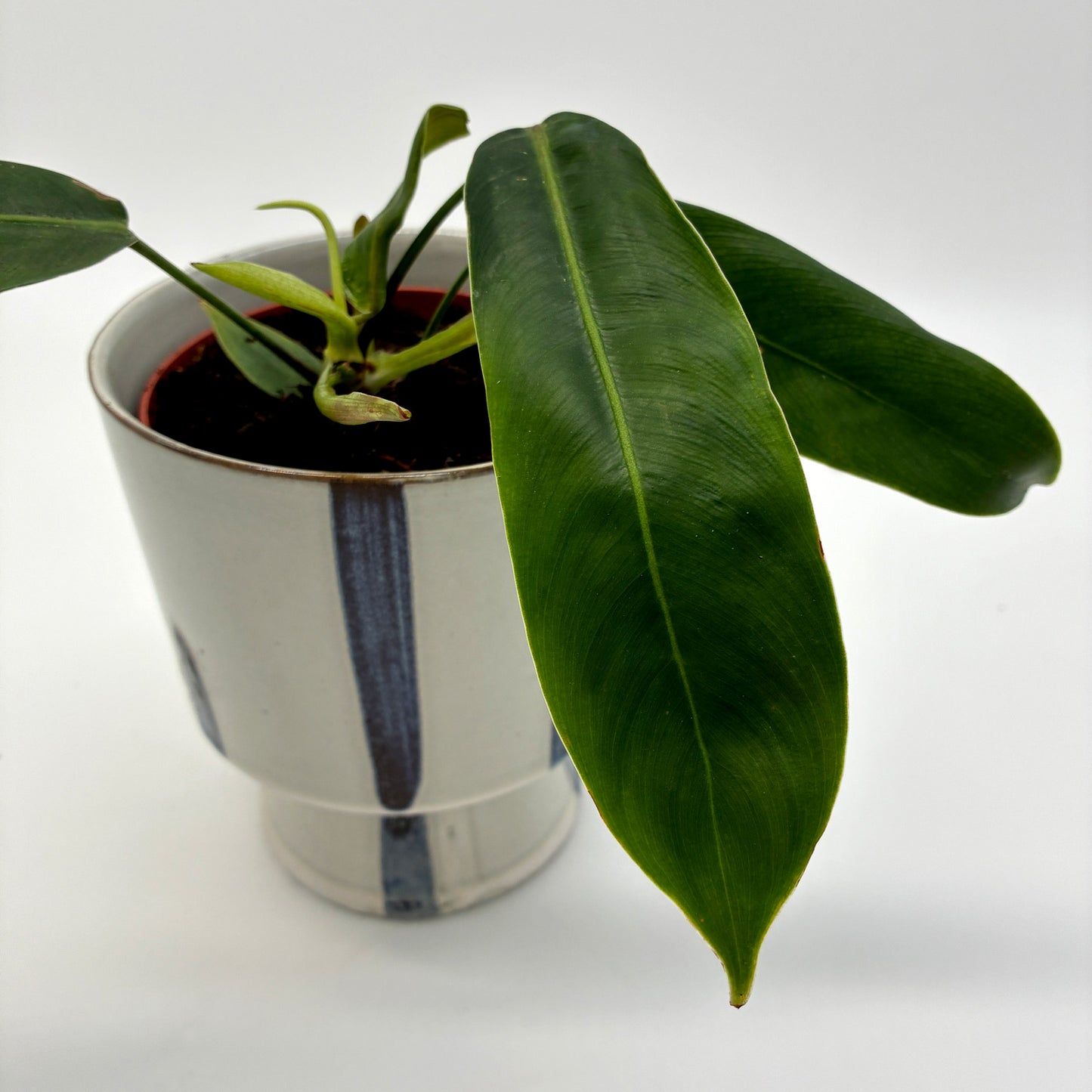 Philodendron patriciae
