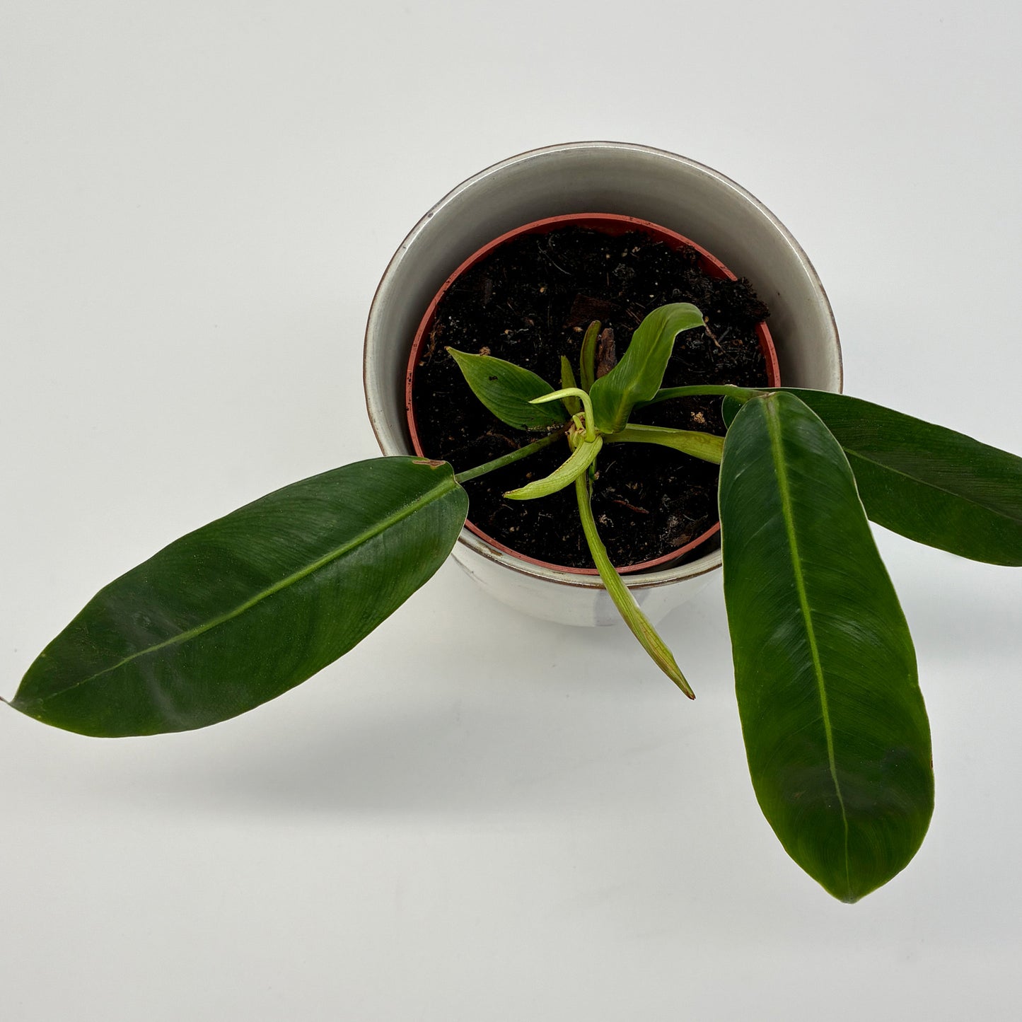 Philodendron patriciae