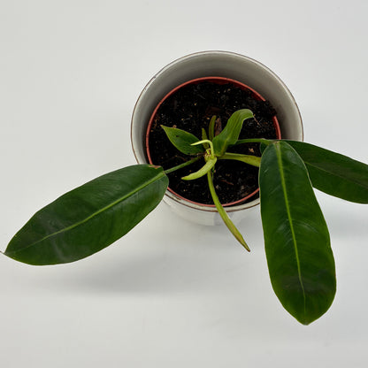 Philodendron patriciae