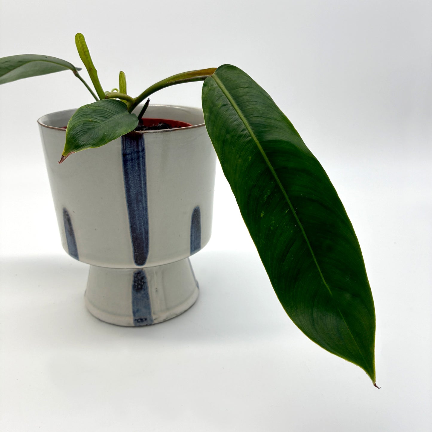 Philodendron patriciae