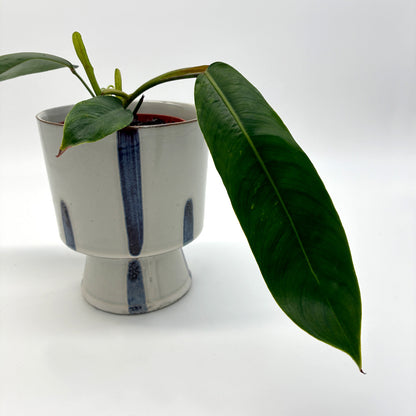 Philodendron patriciae
