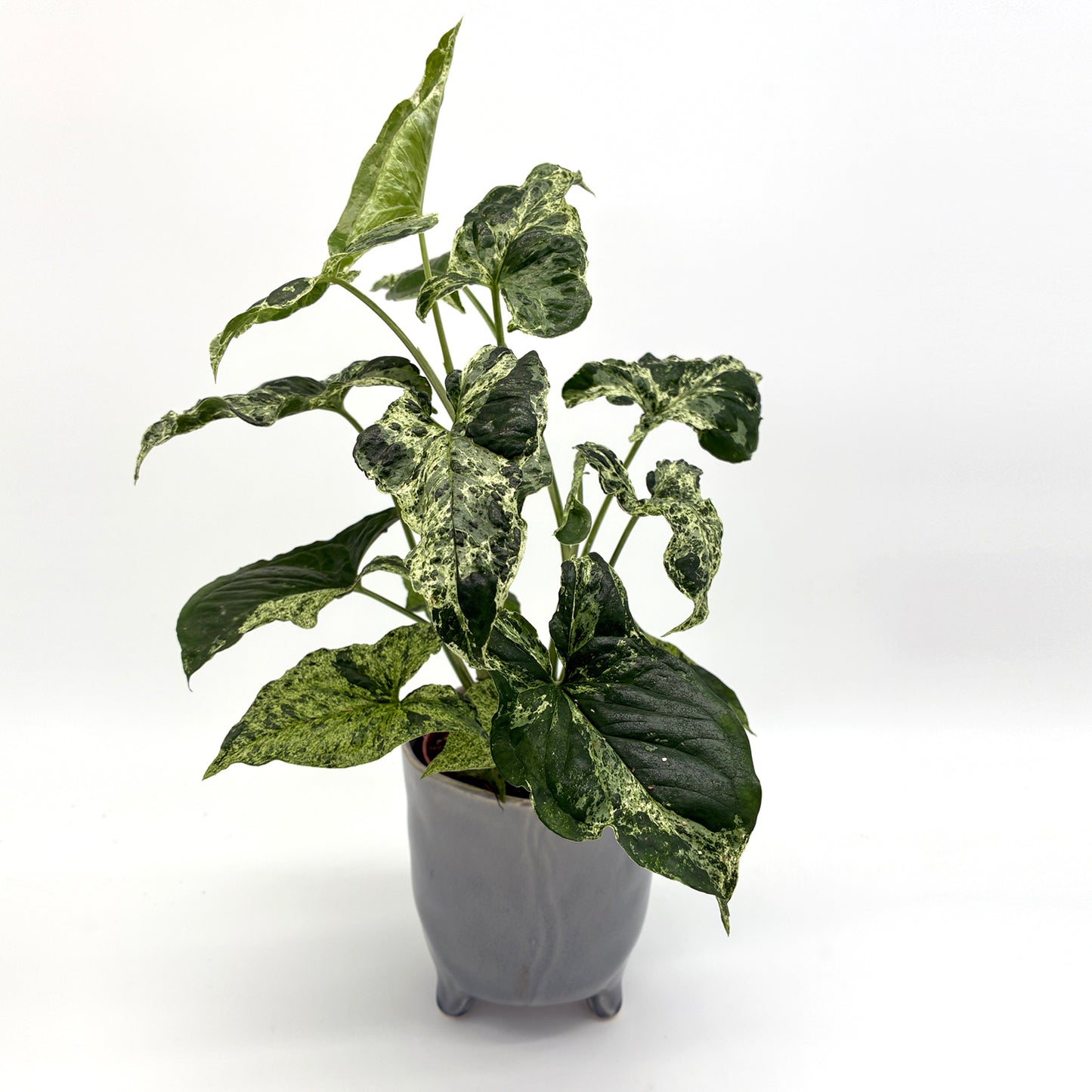 Syngonium Mottled
