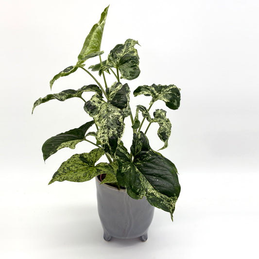 Syngonium Mottled