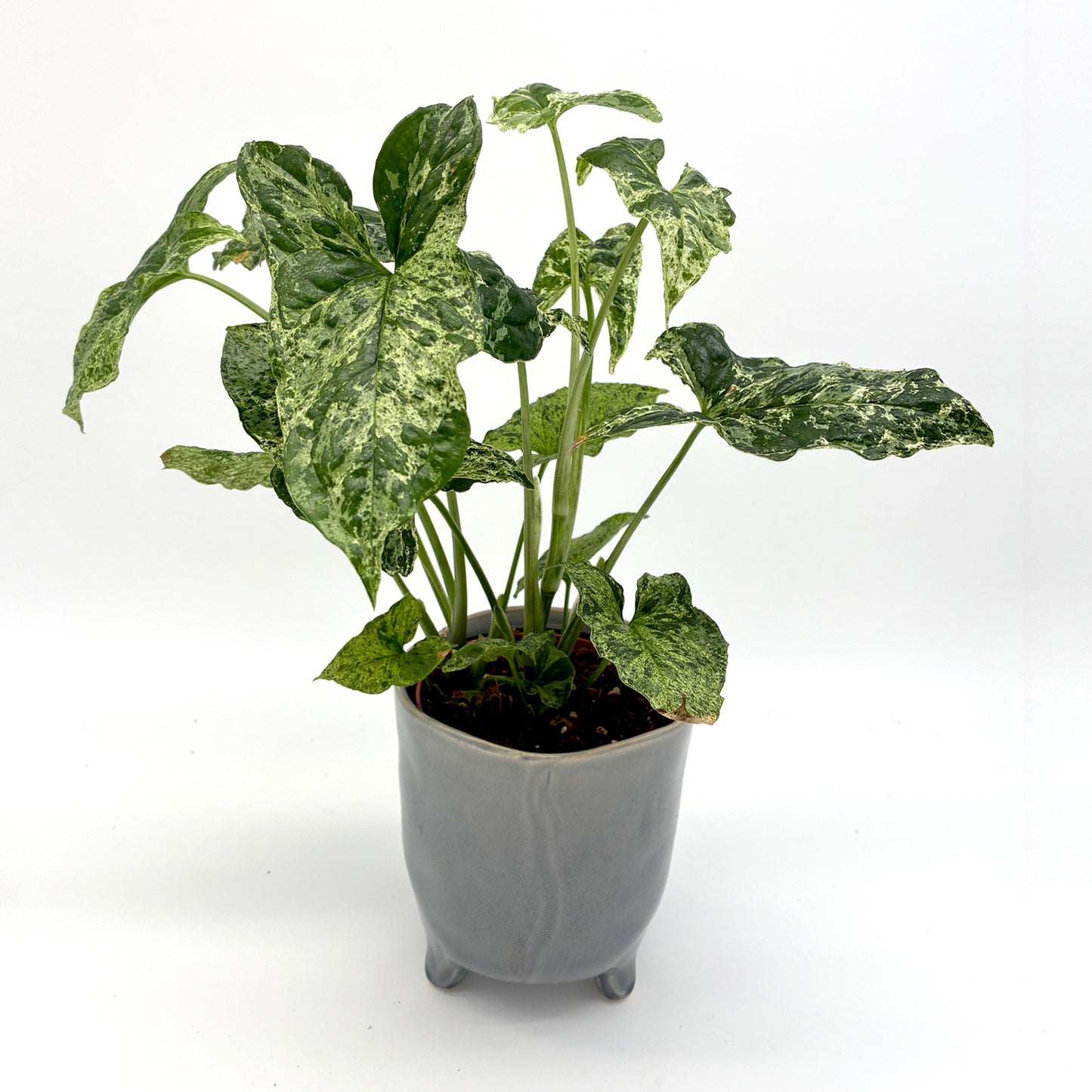 Syngonium Mottled