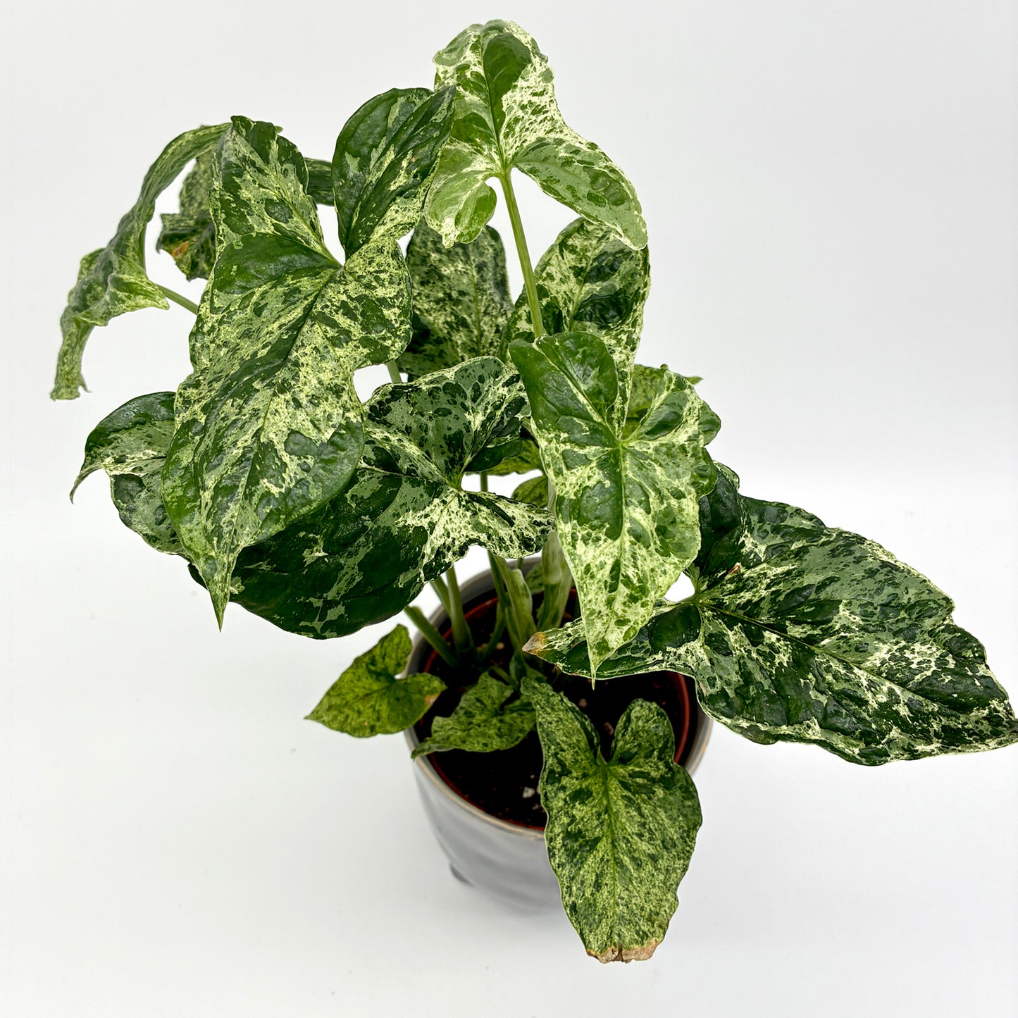 Syngonium Mottled
