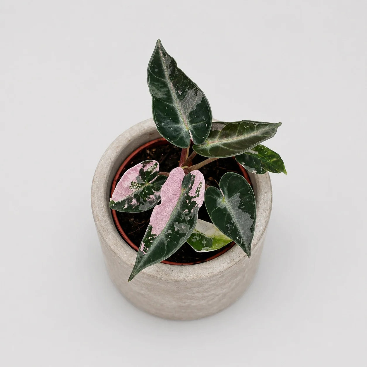 Alocasia Bambino pink variegata