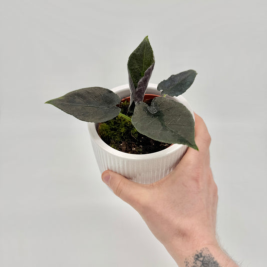 Alocasia Antoro Velvet