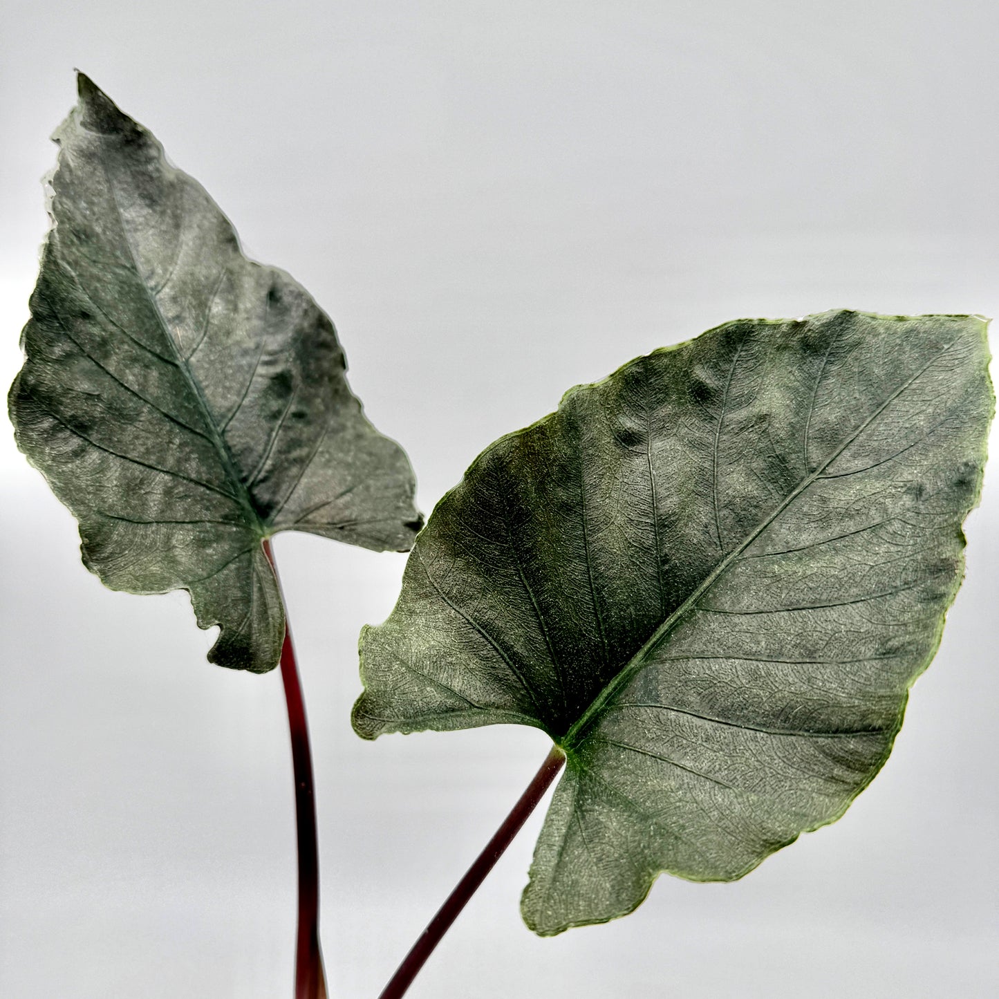Zwei samtig schimmernde Blätter der Alocasia Antoro Velvet mit tiefgrüner Oberfläche und feiner Aderung auf langen, rötlich gefärbten Stielen vor hellem Hintergrund – edles Detailbild einer seltenen tropischen Zimmerpflanze.