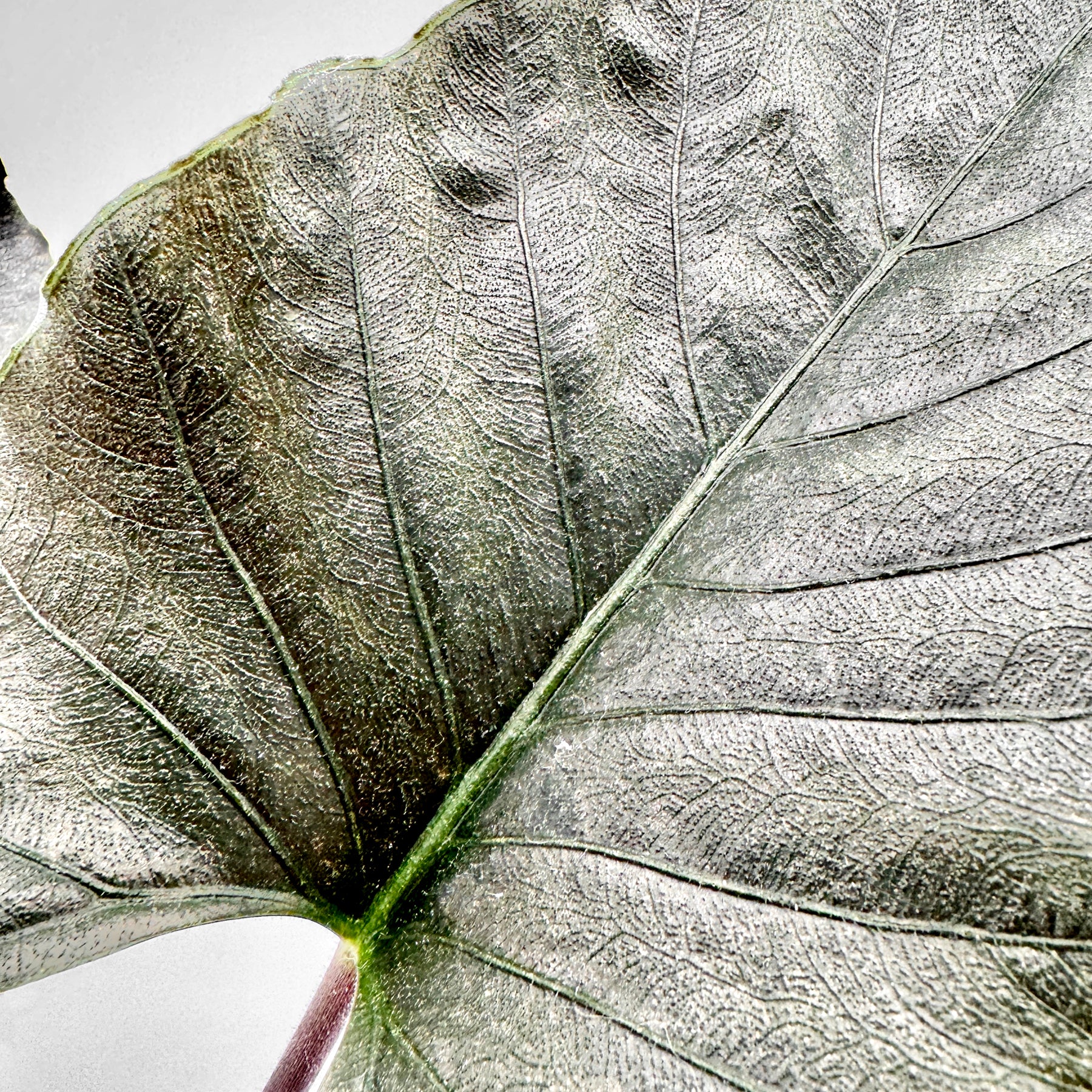 Nahaufnahme eines Alocasia Antoro Velvet Blattes mit samtig strukturierter Oberfläche, fein ausgeprägter Blattaderung und subtil silbrigem Glanz – perfekt erfasst vor neutralem Hintergrund für realistische Produktdarstellung.