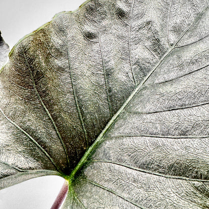 Nahaufnahme eines Alocasia Antoro Velvet Blattes mit samtig strukturierter Oberfläche, fein ausgeprägter Blattaderung und subtil silbrigem Glanz – perfekt erfasst vor neutralem Hintergrund für realistische Produktdarstellung.