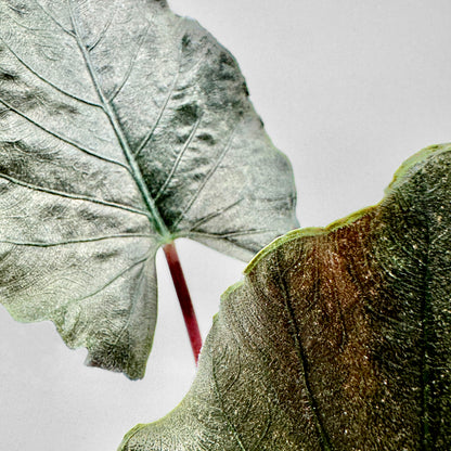 Detailaufnahme der Alocasia Antoro Velvet mit zwei überlappenden, samtig-dunkelgrünen Blättern und rötlichen Blattstielen vor hellem Hintergrund – betont Textur, Tiefe und elegante Blattstruktur dieser außergewöhnlichen Pflanze.