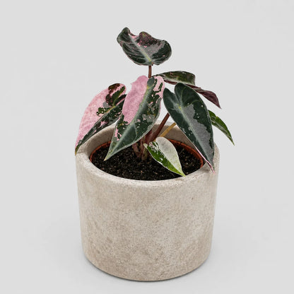 Alocasia Bambino pink variegata