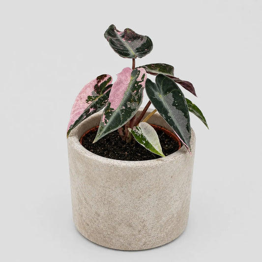 Alocasia Bambino pink variegata