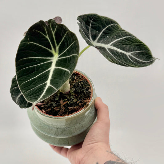Alocasia Black Velvet mit samtig dunkelgrünen Blättern und auffälliger silberweißer Aderung.
