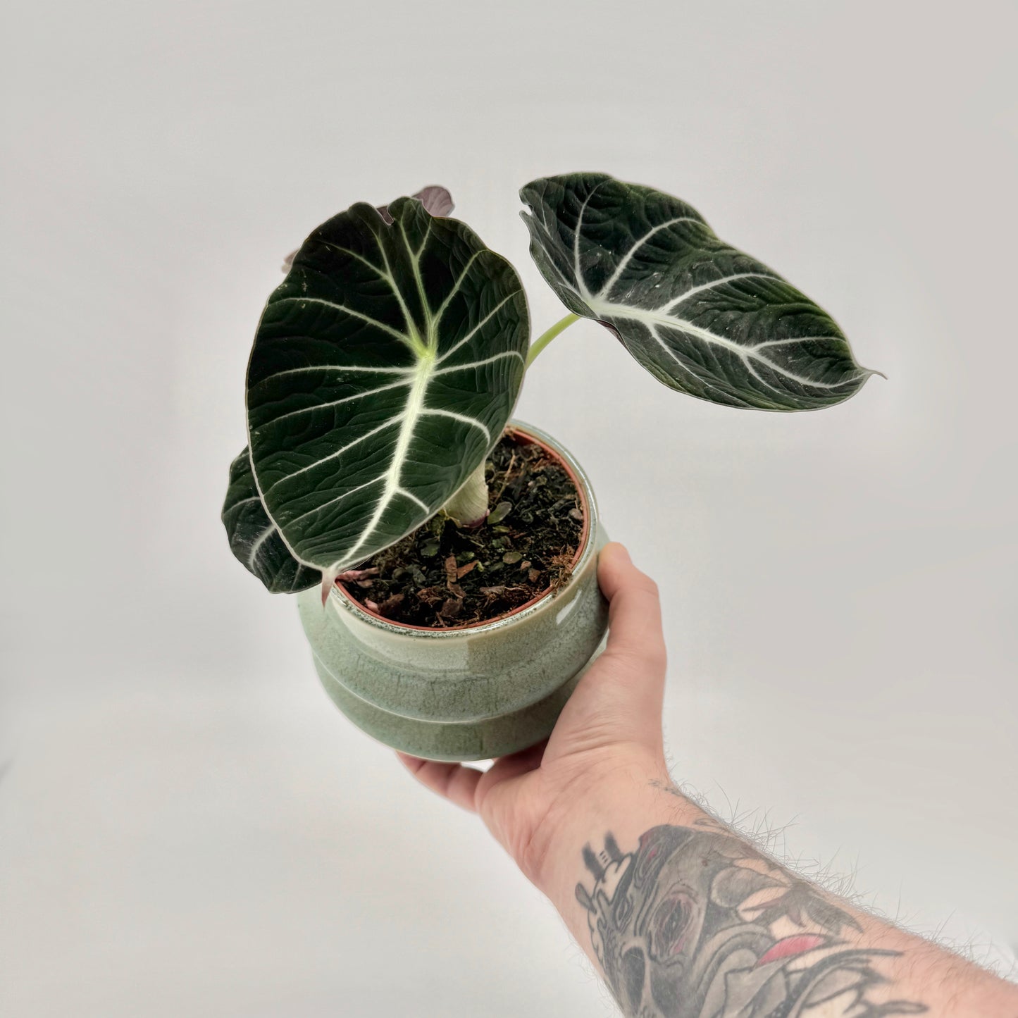 Alocasia Black Velvet