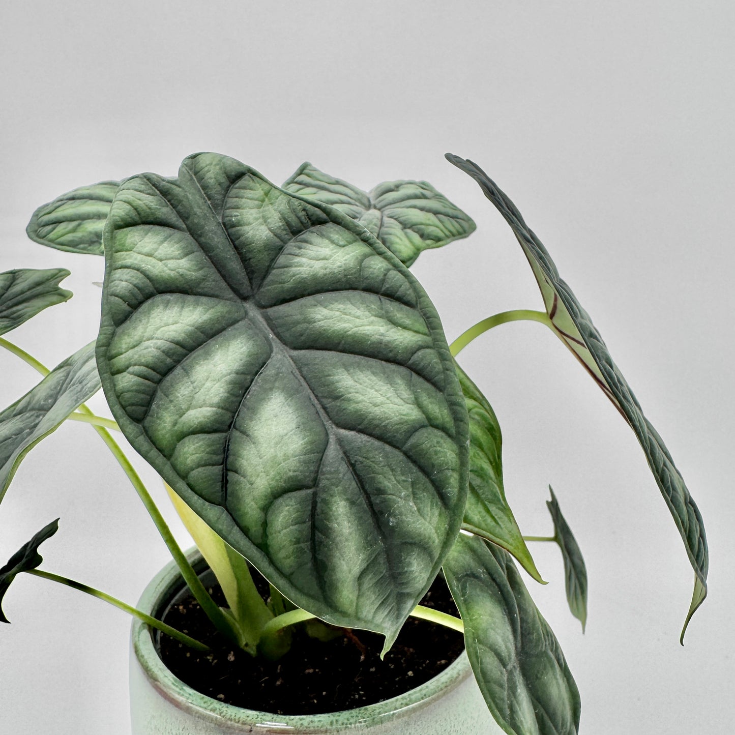 Detailaufnahme der Alocasia Dragon Scale mit großem, tief geädertem Blatt in dunklem Smaragdgrün und feiner, samtiger Textur, perfekt ausgeleuchtet vor neutralem Hintergrund.