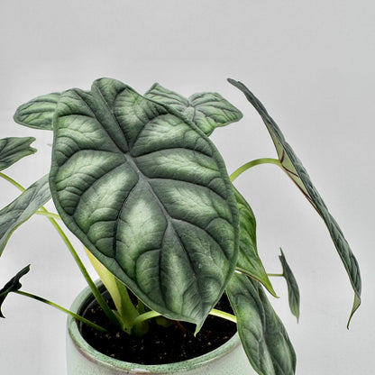 Detailaufnahme der Alocasia Dragon Scale mit großem, tief geädertem Blatt in dunklem Smaragdgrün und feiner, samtiger Textur, perfekt ausgeleuchtet vor neutralem Hintergrund.